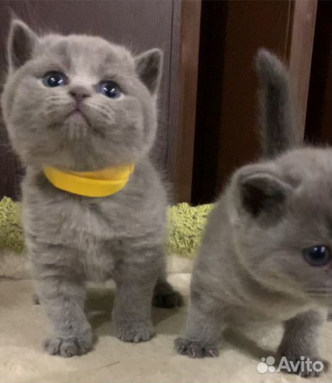 Британские котята