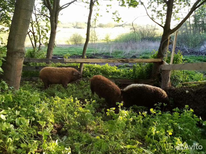 Венгерская мангалица