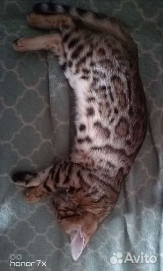 Бенгальская