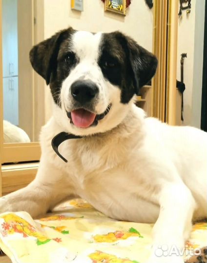 Собака друг