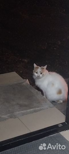 Кошечка подросток