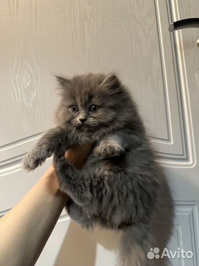 Британская