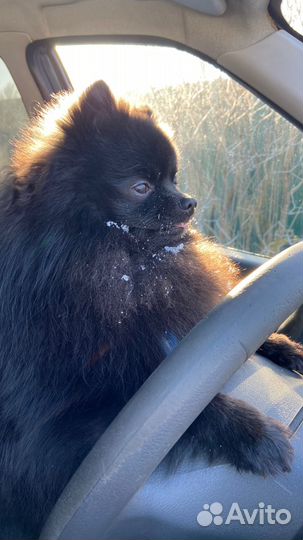 Померанский Шпиц вязка кобель