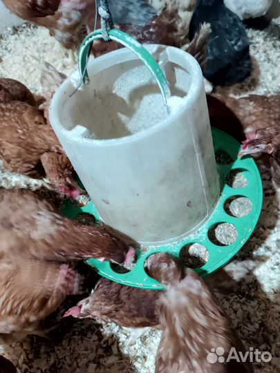 Домашние куриные яйца