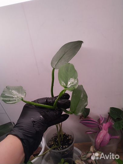 Филодендрон сильвер