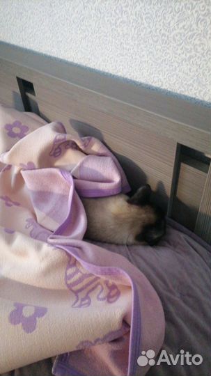 Передержка кошек на время отпуска