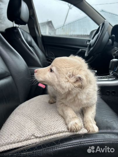 Белоснежка