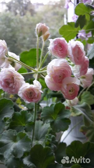 Сортовая,розебудная,зональная пеларгония