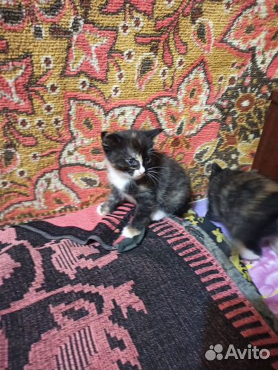 Отдам котят