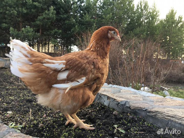 Несушки, Куры, Молодки Ломан Браун