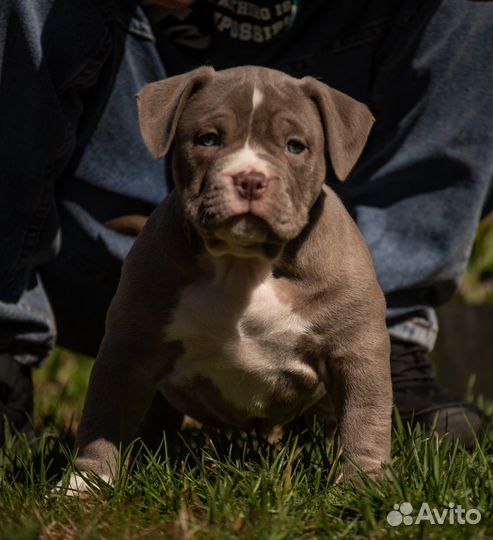 Американский булли девочка