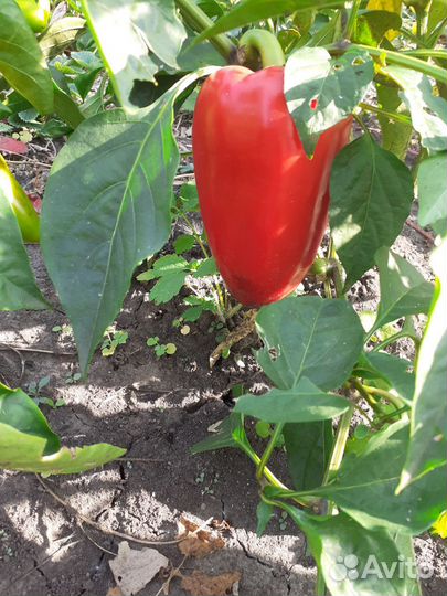 Семена сладкого перца