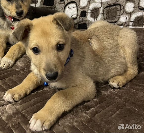 Щенок кобель в добрые руки