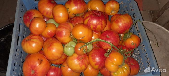 Помидоры домашние