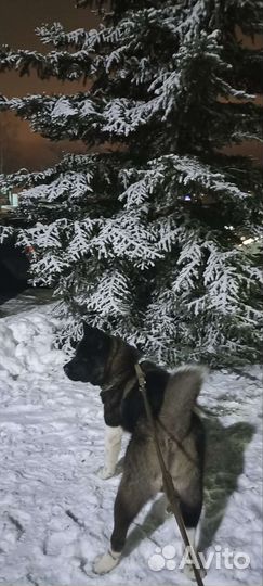 Американская Акита вязка