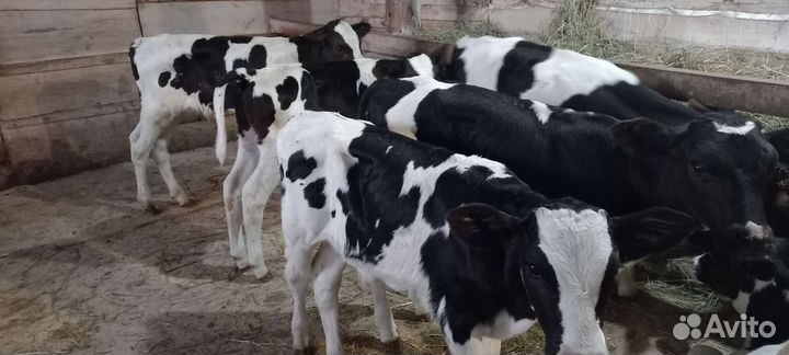 Бычки элитные