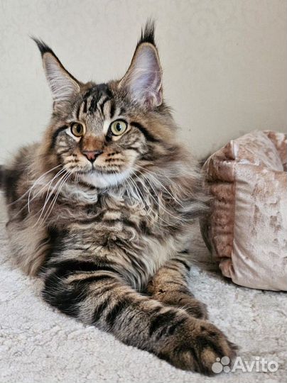 Котёнок Мейн-кун