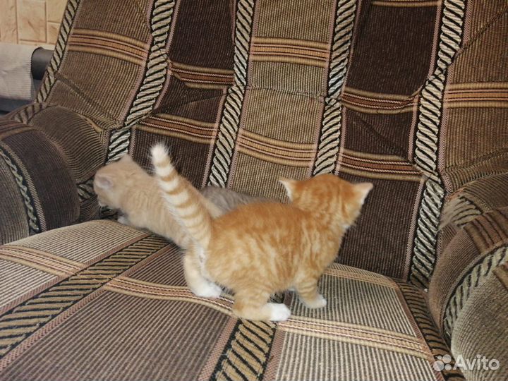 Котята