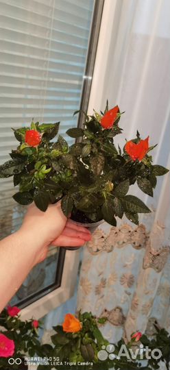 Комнатные растения розы