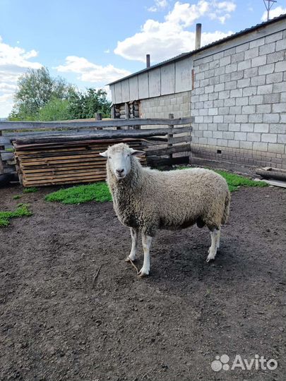 Баран на племя