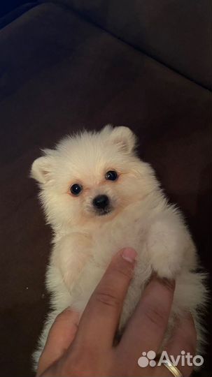 Щенки шпица