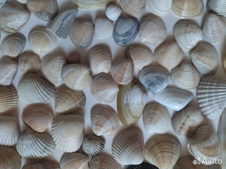 Ракушки морские