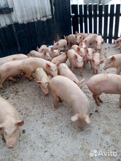 Продаю поросят разного возраста и веса