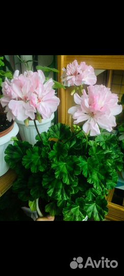 Пеларгония герань