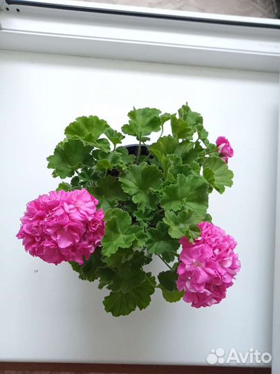 Пеларгония