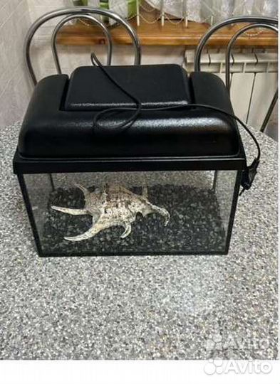 Аквариум 10 литров