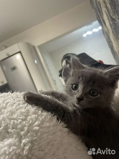 Котенок девочка в добрые руки