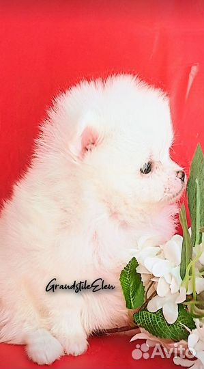 Малыши шпица