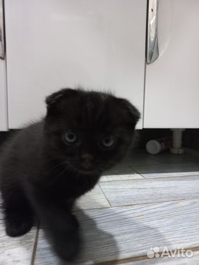 Отдам котёнка в добрые руки
