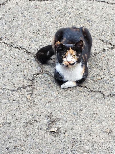 Кошка в добрые руки