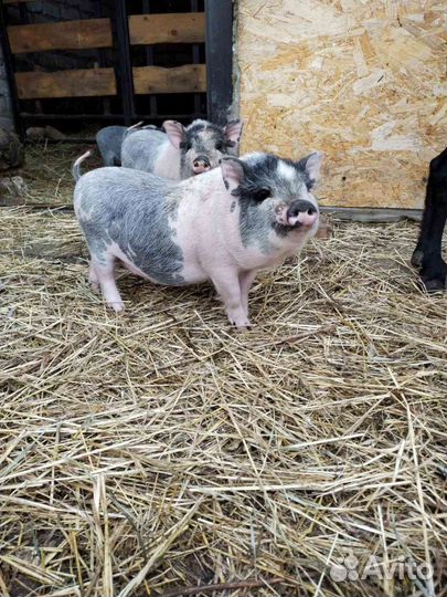 Вьетнамский вислобрюхий поросенок