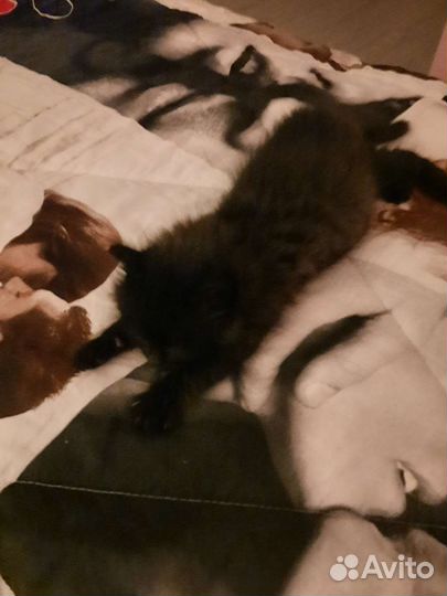 Котенок