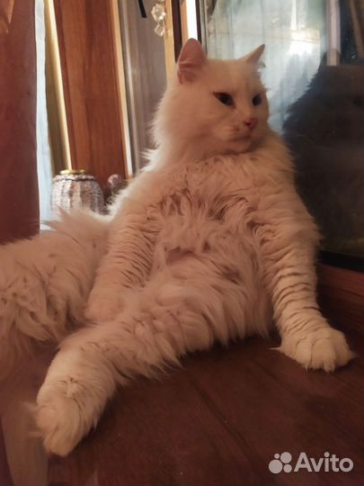 Огромный котик