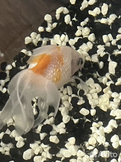 Аквариум с рыбкой