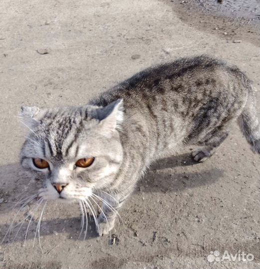 Ищем дом для котика