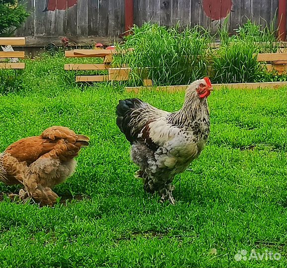 Продам петуха, порода Брама, 6 месяцев