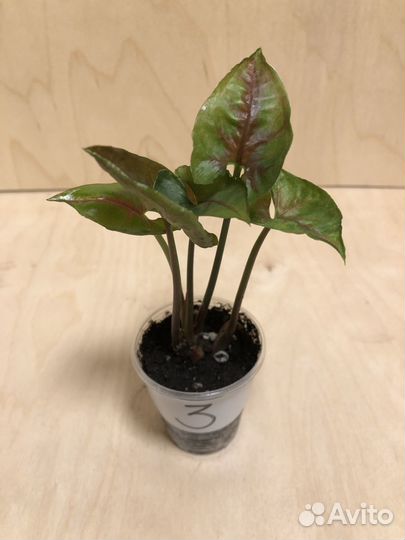 Сингониумы сортовые