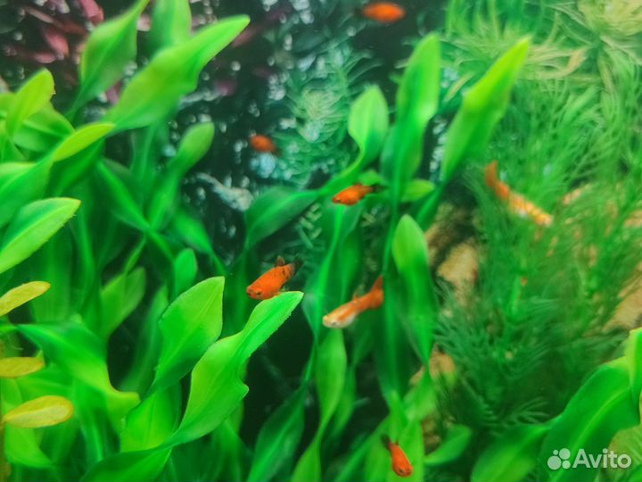 Рыбки пецилии