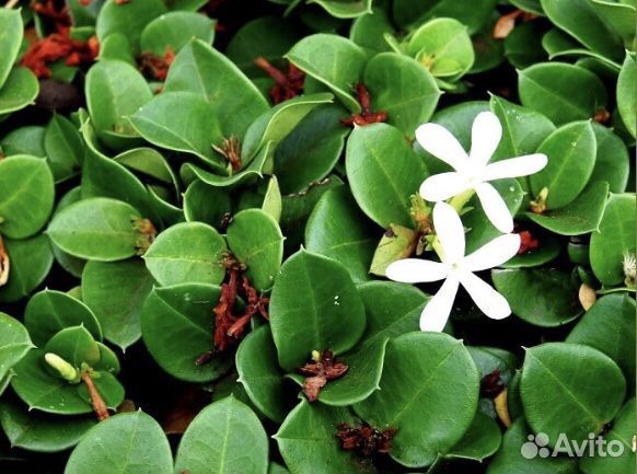 Карисса комнатная слива