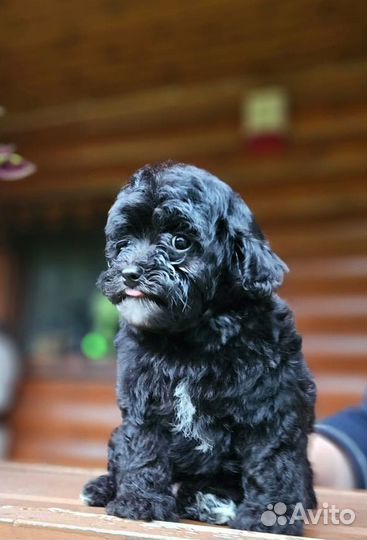 Мальтипу девочка