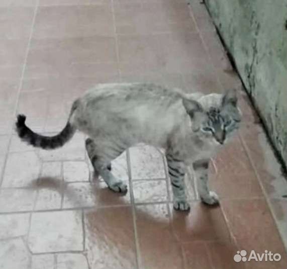 Брошенный породистый котик с голубыми глазами