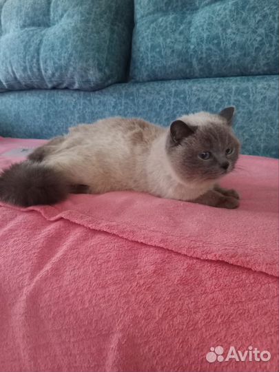 Кошечка в добрые руки