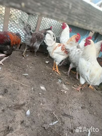 Молодые петушки