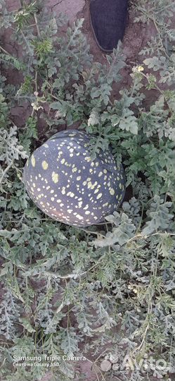 Арбуз холодок