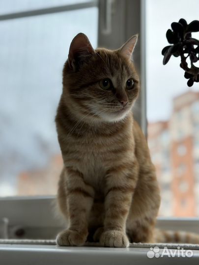 Котенок девочка в добрые руки