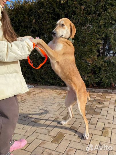 Собака кобель